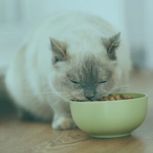 gato comiendo nutrición natural adaptada a su salud